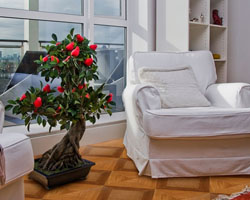 Westerhof Maestro Aristocrat